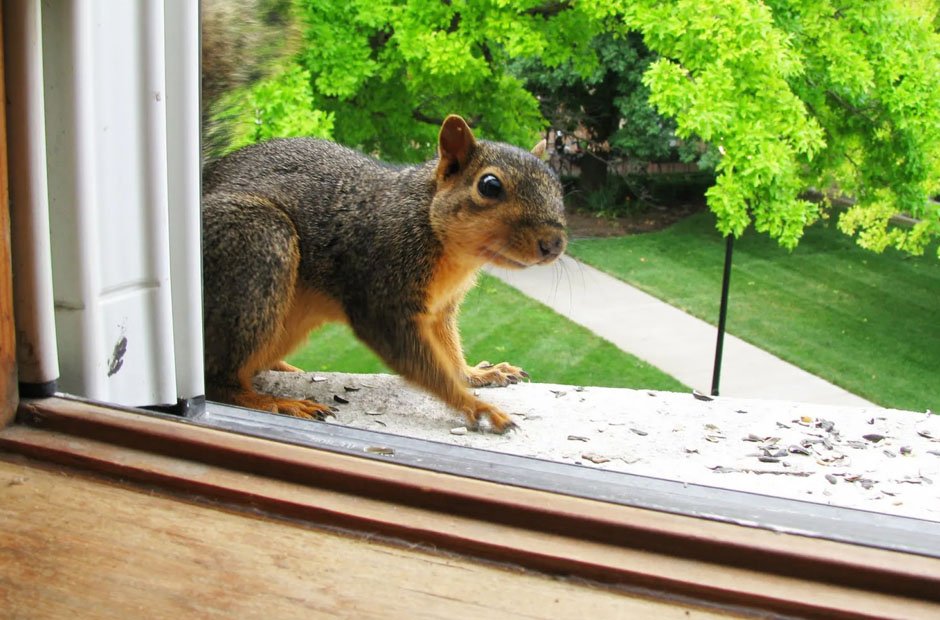 Squirrel Removal Tips